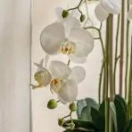 Real Touch White Orchid in Cement-Style Pot - 100cm