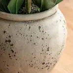 Real Touch White Orchid in Cement-Style Pot - 100cm