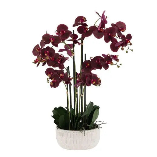 Real Touch Plum Orchid in Ceramic Ridged Pot - 85cm