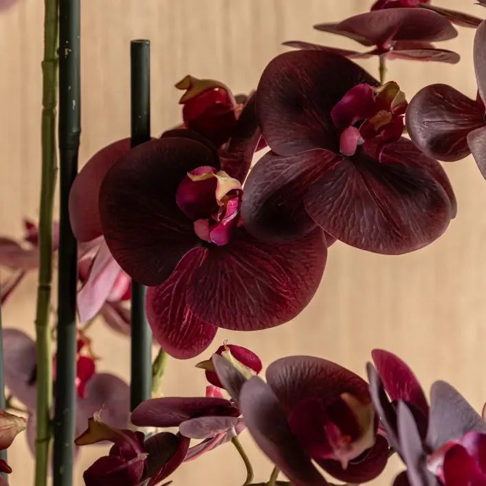 Real Touch Plum Orchid in Ceramic Ridged Pot - 85cm
