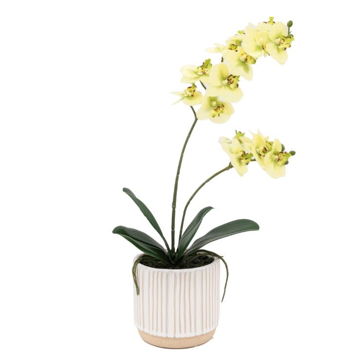 Cream Orchid in White Ceramic Pot - Large7 - Duck Barn Interiors