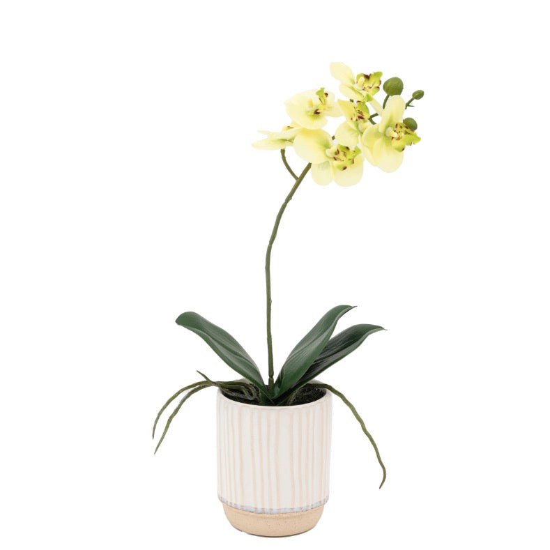 Cream Orchid in White Ceramic Pot - Small6 - Duck Barn Interiors