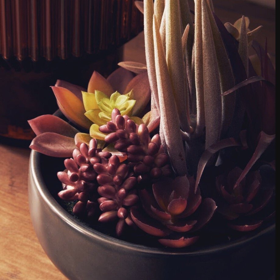 Fiori Mixed Succulents In Grey Ceramic Pot5 - Duck Barn Interiors