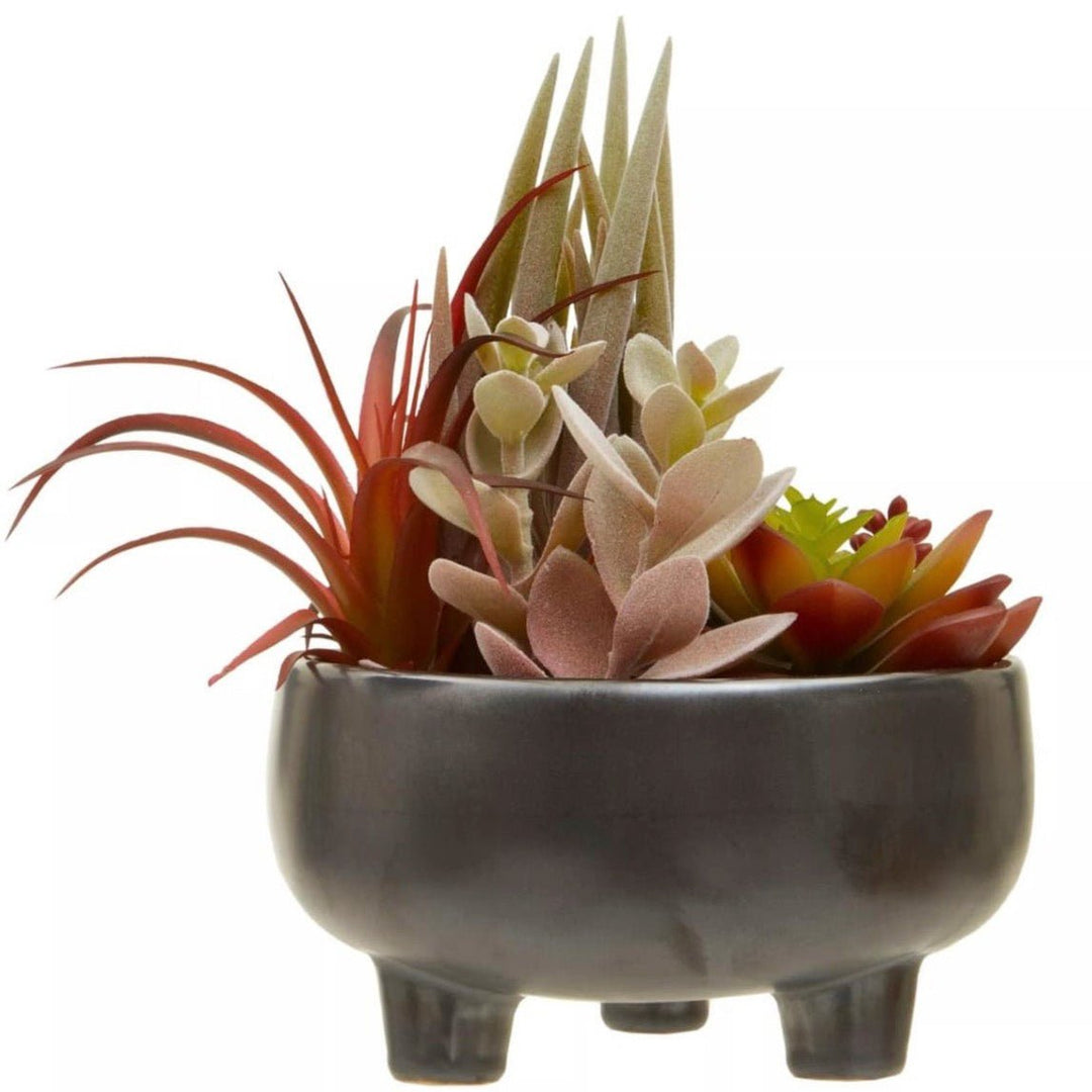 Fiori Mixed Succulents In Grey Ceramic Pot1 - Duck Barn Interiors