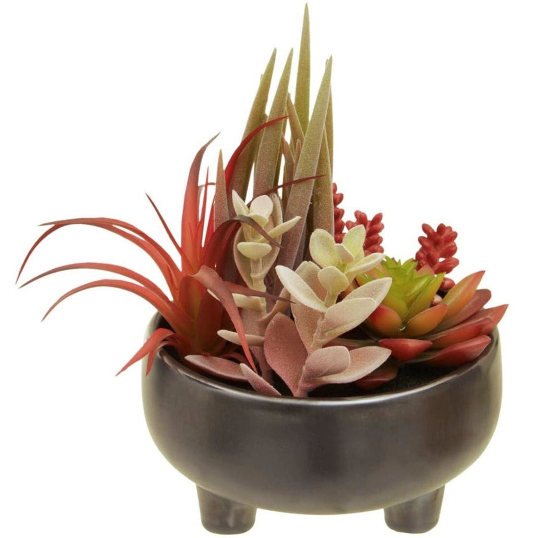 Fiori Mixed Succulents In Grey Ceramic Pot3 - Duck Barn Interiors