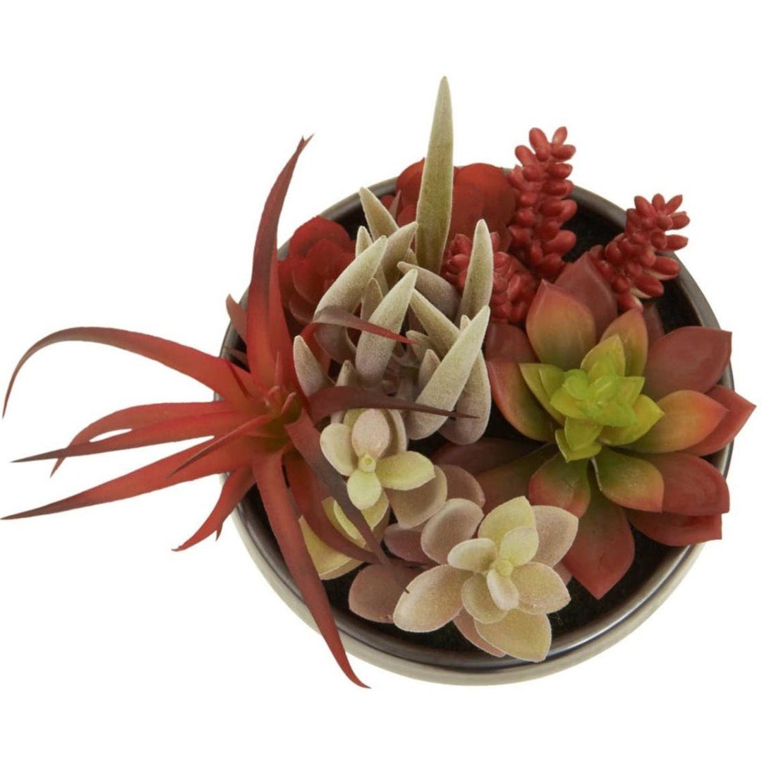 Fiori Mixed Succulents In Grey Ceramic Pot4 - Duck Barn Interiors