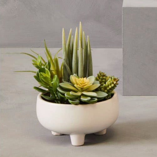 Fiori Mixed Succulents In Large Ceramic Pot2 - Duck Barn Interiors