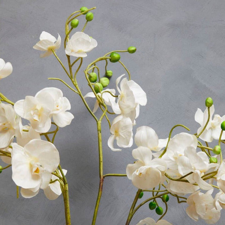 Fiori White Orchid Plant3 - Duck Barn Interiors