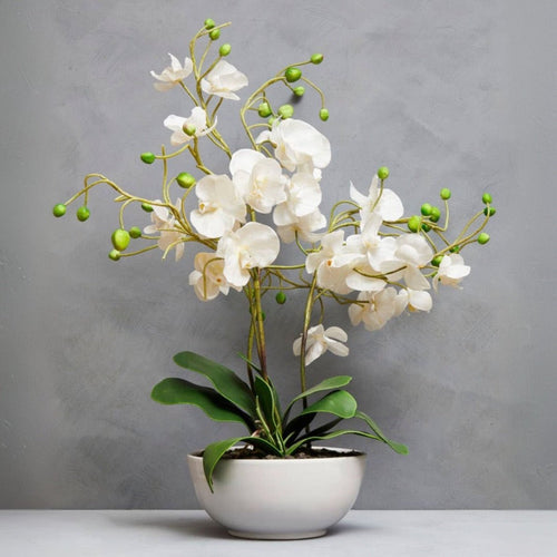 Fiori White Orchid Plant
