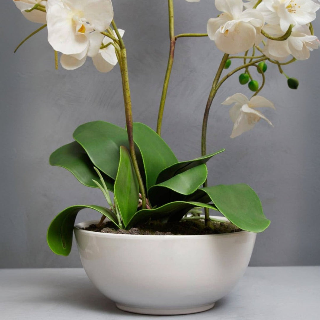 Fiori White Orchid Plant5 - Duck Barn Interiors