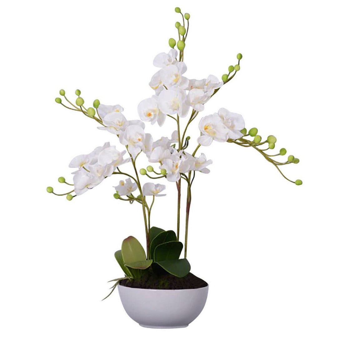 Fiori White Orchid Plant1 - Duck Barn Interiors