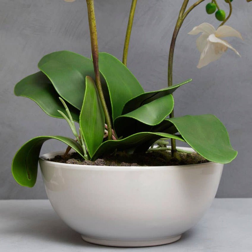 Fiori White Orchid Plant4 - Duck Barn Interiors