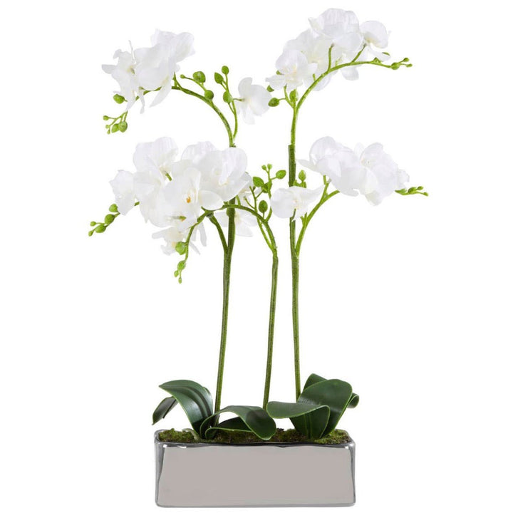 Fiori White Orchid Plant in Rectangular Pot1 - Duck Barn Interiors