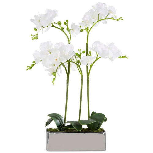 Fiori White Orchid Plant in Rectangular Pot