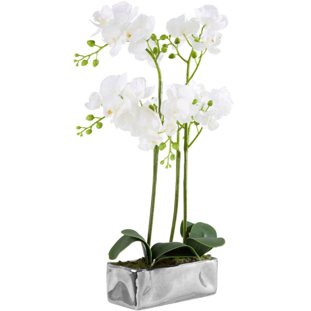 Fiori White Orchid Plant in Rectangular Pot2 - Duck Barn Interiors