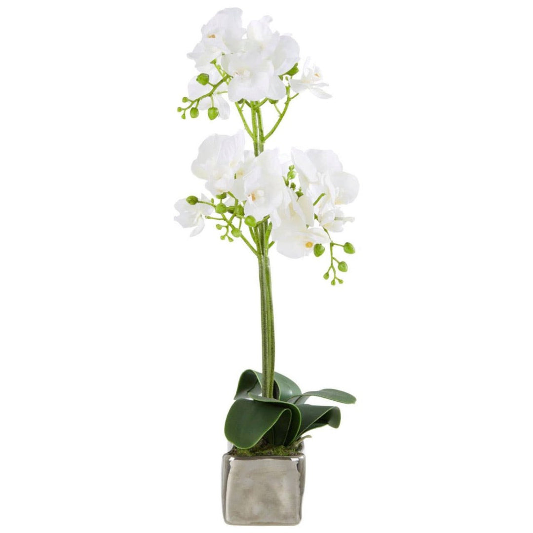 Fiori White Orchid Plant in Rectangular Pot3 - Duck Barn Interiors