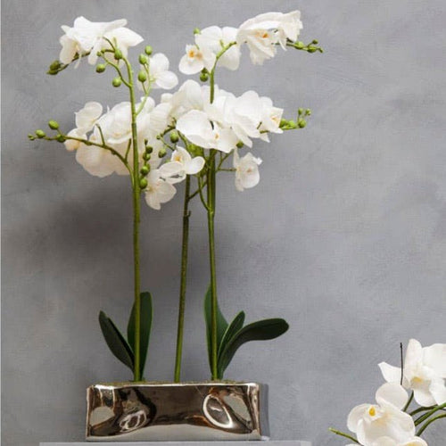 Fiori White Orchid Plant in Rectangular Pot