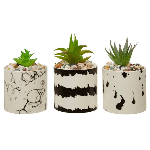 Mimo Set of 3 White And Black Succulents