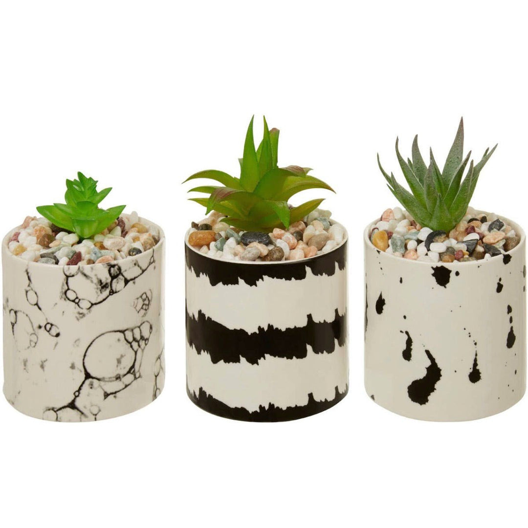 Mimo Set of 3 White And Black Succulents4 - Duck Barn Interiors