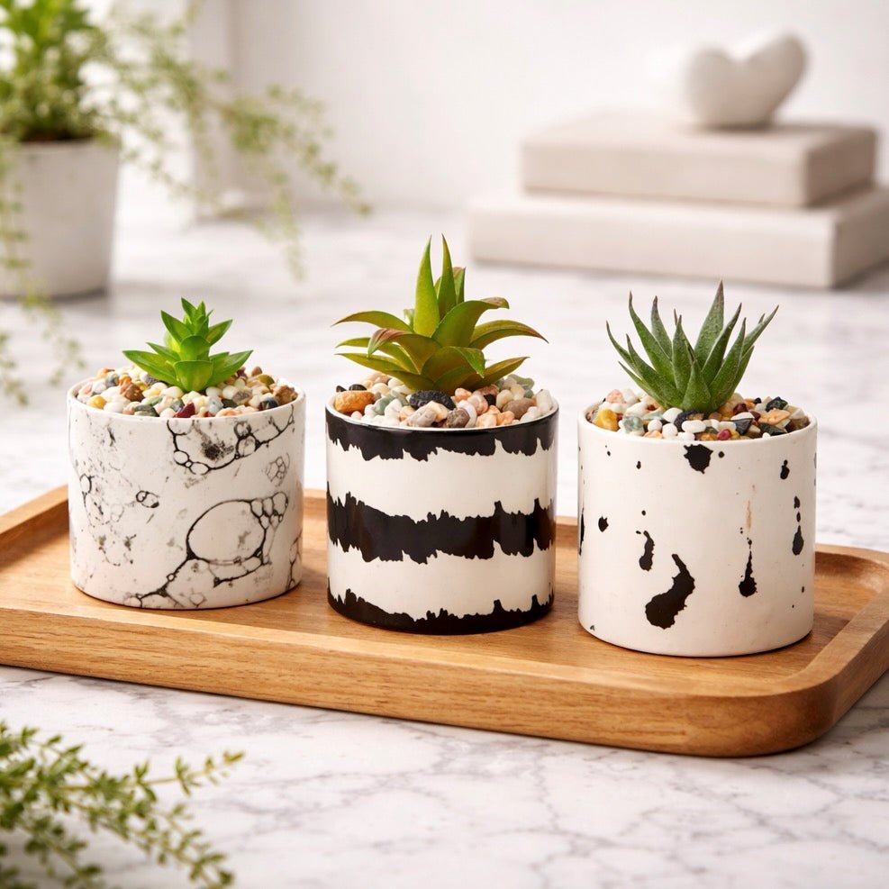 Mimo Set of 3 White And Black Succulents2 - Duck Barn Interiors