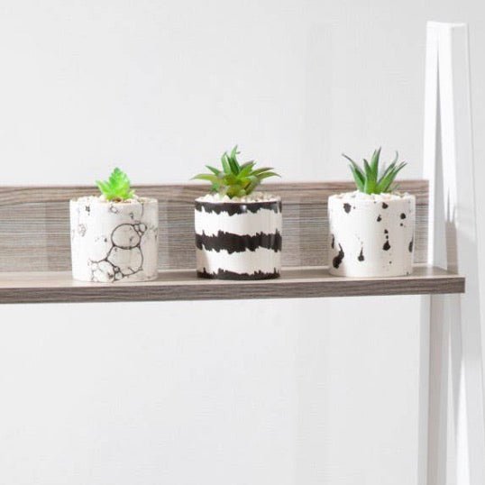 Mimo Set of 3 White And Black Succulents2 - Duck Barn Interiors
