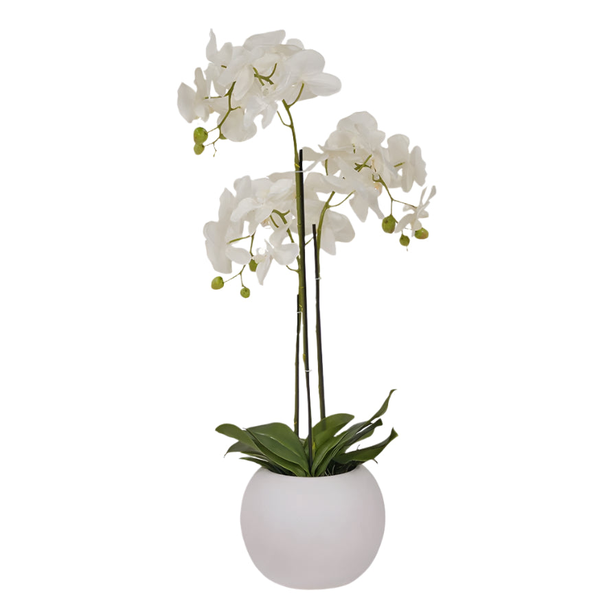 White Orchid in Ceramic Pot - Medium1 - Duck Barn Interiors