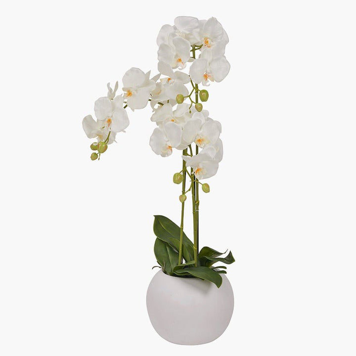 White Orchid in Ceramic Pot - Medium7 - Duck Barn Interiors