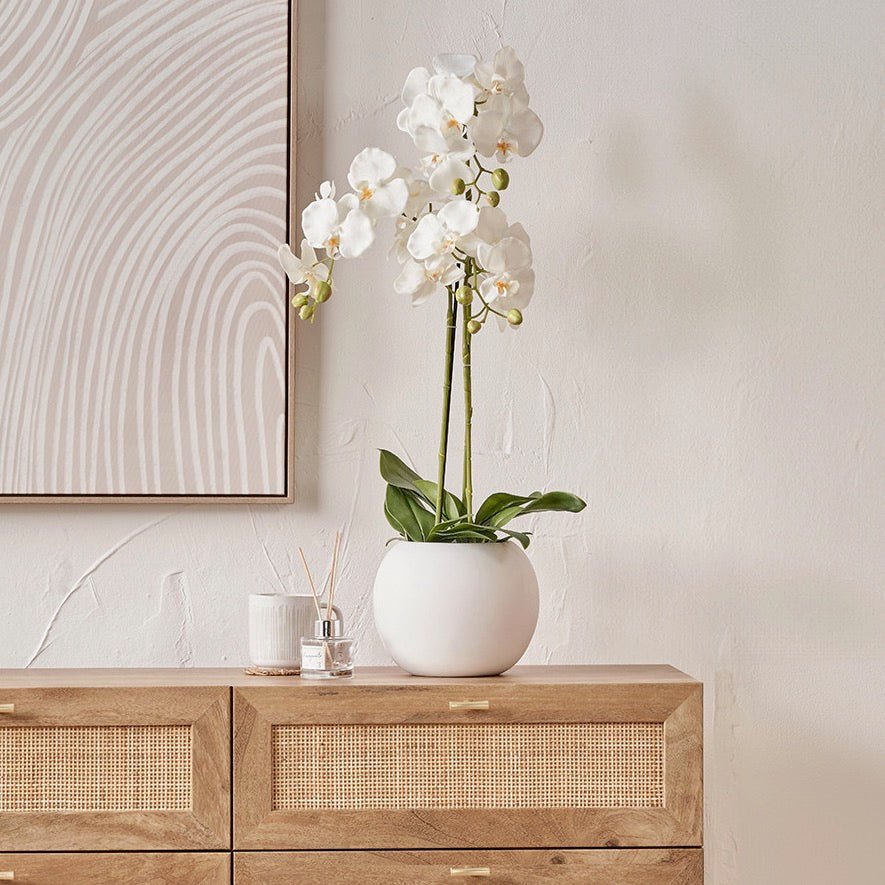 White Orchid in Ceramic Pot - Medium2 - Duck Barn Interiors