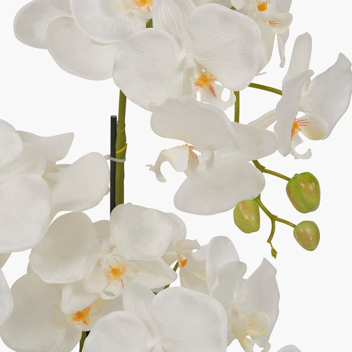 White Orchid in Ceramic Pot - Medium3 - Duck Barn Interiors