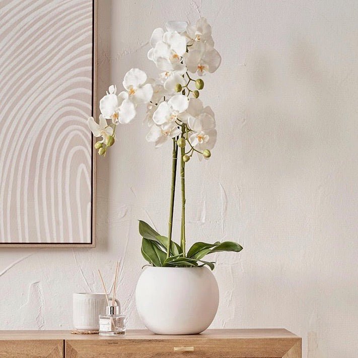 White Orchid in Ceramic Pot - Medium1 - Duck Barn Interiors