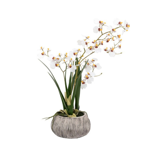 White Orchid in Grey Ceramic Pot
