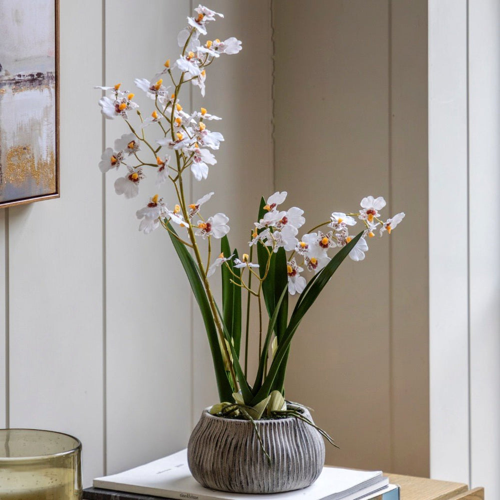White Orchid in Grey Ceramic Pot1 - Duck Barn Interiors